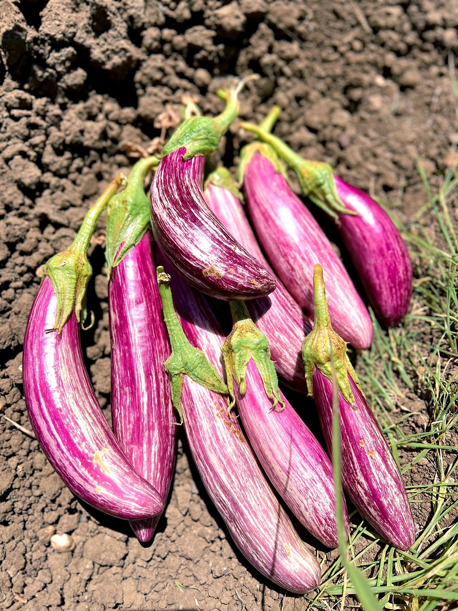 Çizgili Patlıcan 1 kg